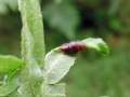 Dasineura pteridis