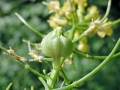 Dasineura_sisymbrii.jpg