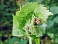 Dasineura thomasiana