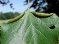Dasineura tiliae