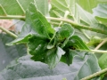 Dasineura_tortilis.jpg