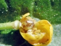Dasineura traili