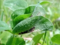 Dasineura trifolii
