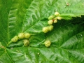 Dasineura ulmaria