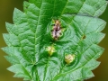 Dasineura_urticae.jpg