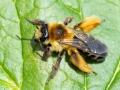 Dasypoda_hirtipes.jpg