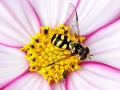 Dasysyrphus_albostriatus_Maennchen.jpg