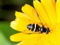 Dasysyrphus tricinctus 