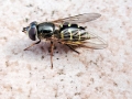 Dasysyrphus_venustus.jpg