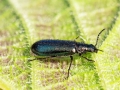 Dasytes caeruleus
