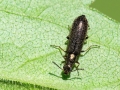 Dasytes virens