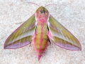 Deilephila_elpenor.jpg