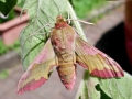 Deilephila_porcellus.jpg
