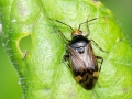 Deraeocoris_flavilinea.jpg