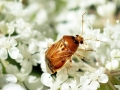 Deraeocoris lutescens