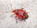 Deraeocoris_olivaceus.jpg