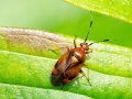 Deraeocoris_ruber_Weibchen.jpg