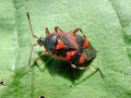 Deraeocoris_trifasciatus.jpg