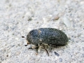 Dermestes laniarius