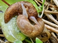 Deroceras_reticulatum.jpg