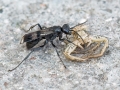 Deuteragenia variegata