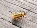 Diabrotica_virgifera.jpg