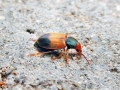 Diachromus germanus