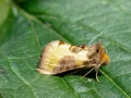 Diachrysia stenochrysis (Diachrysia chrysitis-Komplex)