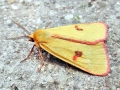 Diacrisia_sannio.jpg