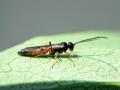 Diadromus_pulchellus.jpg