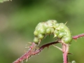Diastrophus_rubi.jpg
