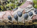 Diatrype_bullata.jpg