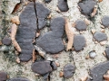 Diatrype_disciformis.jpg