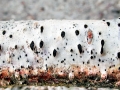 Diatrypella_favacea.jpg