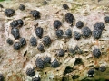 Diatrypella quercina