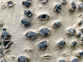 Diatrypella_veruciformis.jpg