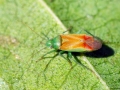 Dichrooscytus_gustavi.jpg