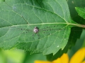 Dicranopalpus_ramosus_Weibchen.jpg