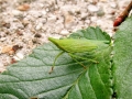 Dictyophara_europaea.jpg