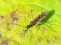 Dicyphus errans