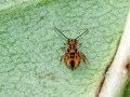 Dicyrtomina_ornata.jpg