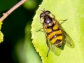 Didea_fasciata_Weibchen.jpg