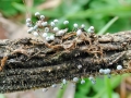 Didymium_bahiense.jpg