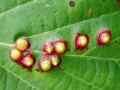 Didymomyia_tiliacea~0.jpg