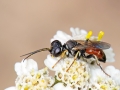Dinetus pictus