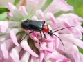 Dinoptera_collaris.jpg