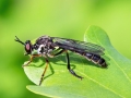Dioctria_hyalipennis.jpg