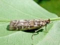 Dioryctria sylvestrella