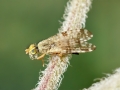 Dioxyna bidentis