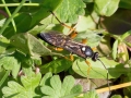 Diphyus quadripunctorius